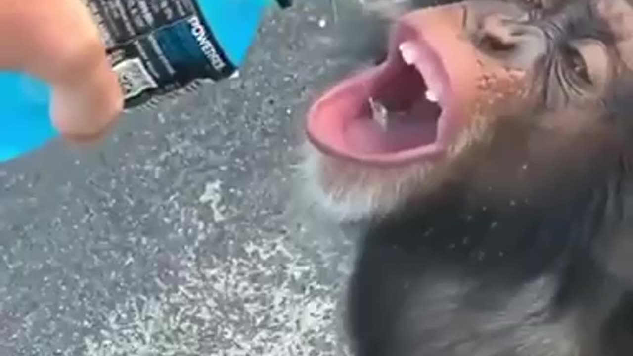 Open Wide!