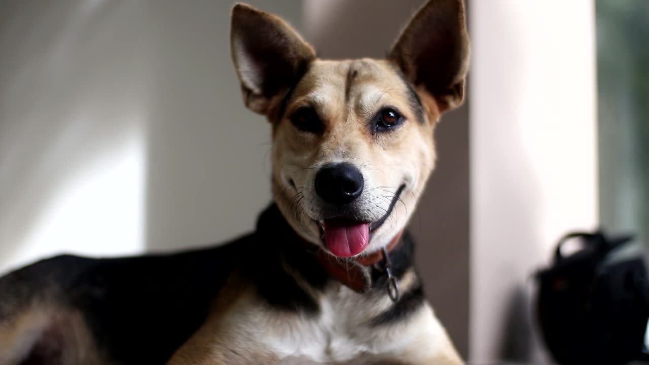 Very beautiful dog in India 🐕🐕🐕#dog #animal #tiger