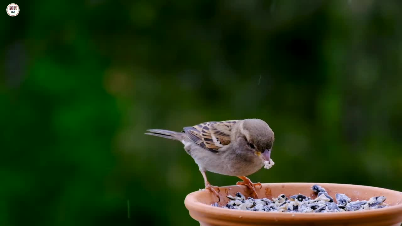 Amazing wildlife bird Parrot | 4k ultra hd Video