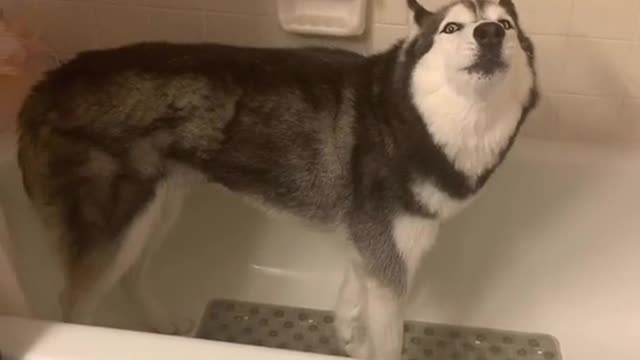 Funny Cats and Dogs Video #1