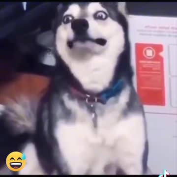 Dog attack me tiktok funny video