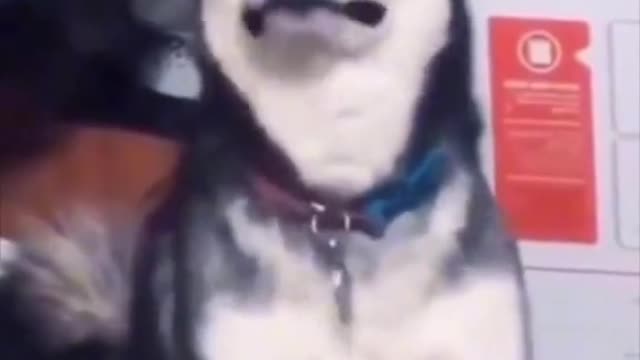 Dog attack me tiktok funny video