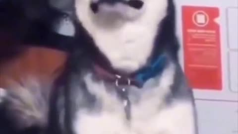 Dog attack me tiktok funny video