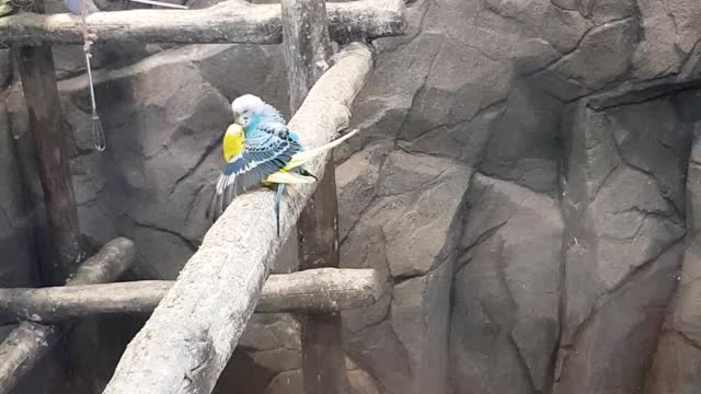 How little birds love
