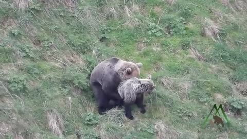 bear mating