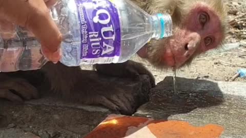 Funny monkey drinking mineral water