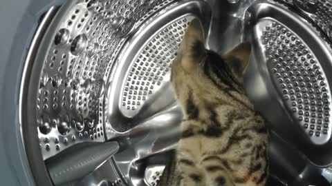 Cat Got Into The Washing Machine