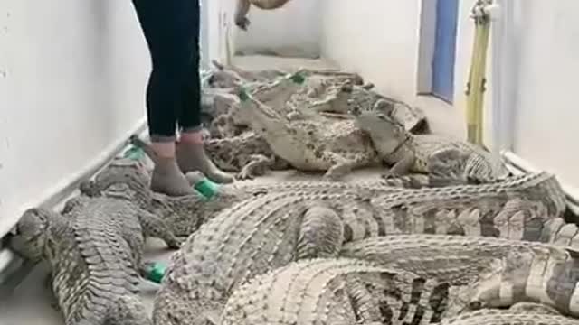 Wow so amazing! Feeding to crocodile, working with group of crocodile.