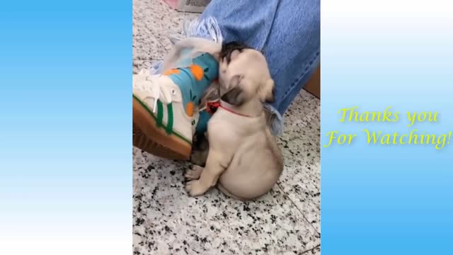 CUTE PETS AND FUNNEY ANIMAL COMPILATION