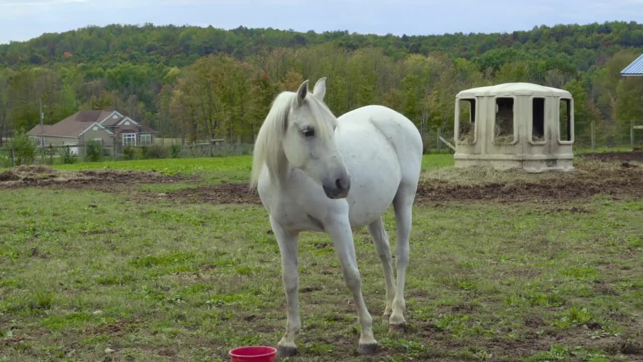 Horse Rescue and Rehabilitation