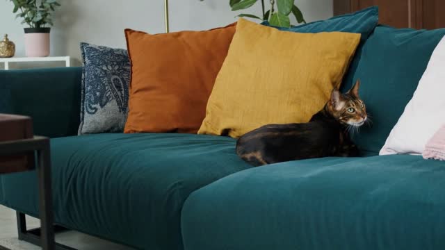 Bengal cat lying on sofa in living room