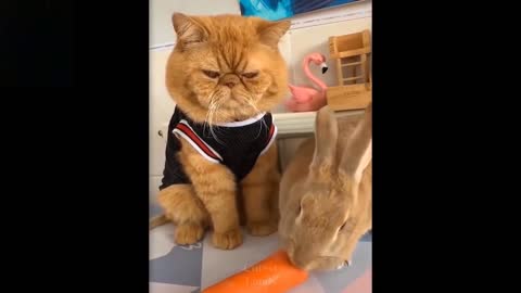 🔴🔴😱😱👉👉💗Cute And Funny Pets | Try Not To Laugh To These Pets Compilation