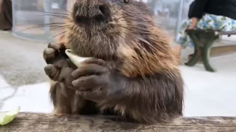 Funny beaver cute eats cabbage and carrot