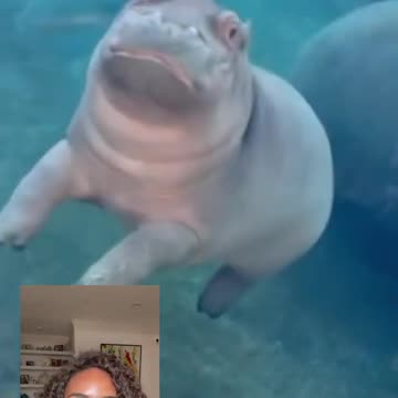 Watch this hippo turn into a balloon! #shorts #shortsfeed #hippo #animals