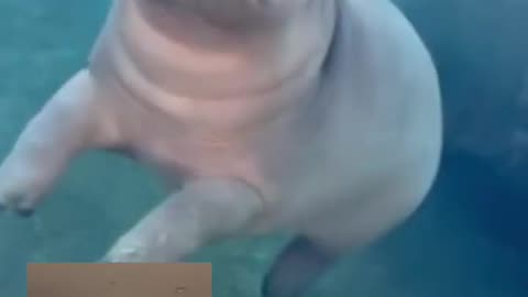 Watch this hippo turn into a balloon! #shorts #shortsfeed #hippo #animals