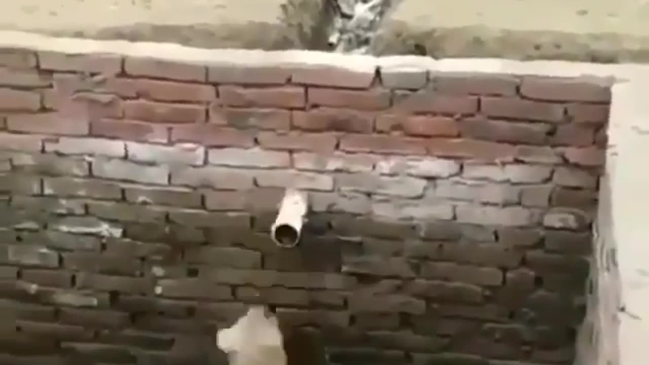 Buddy did it #shorts #shortvideo #video #virals #videoviral