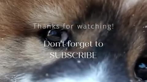 Funniest dog videos on Tiktok 2022!!!