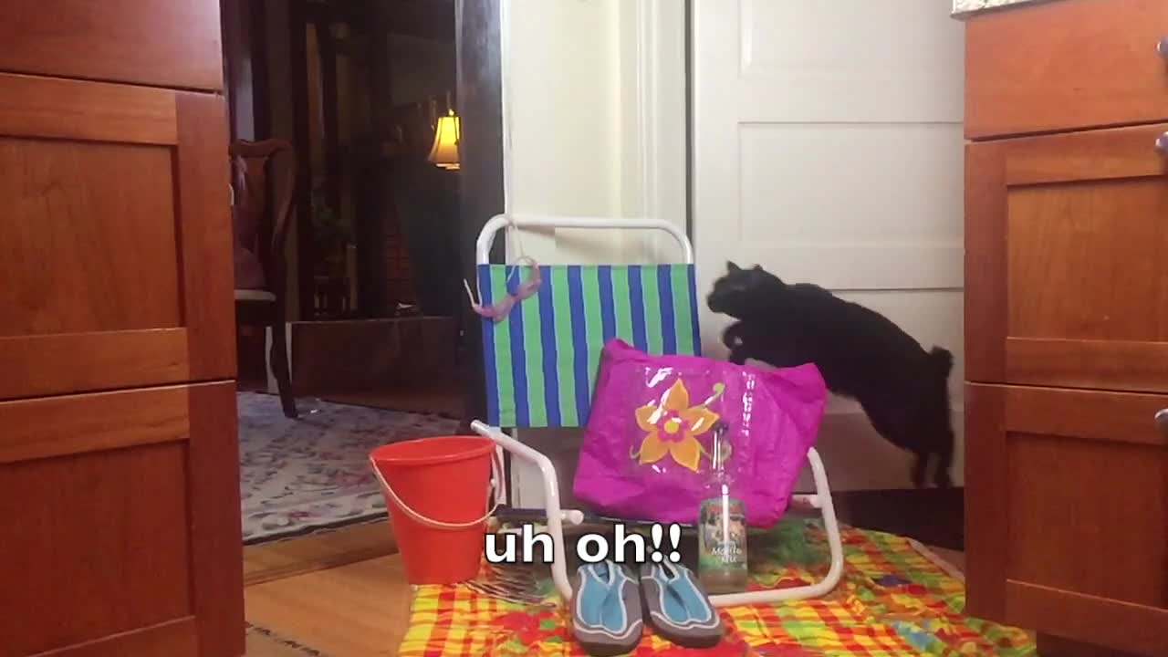 Cat gets literal jump start on Summer