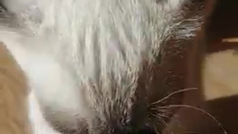 The baby cat is washing her face