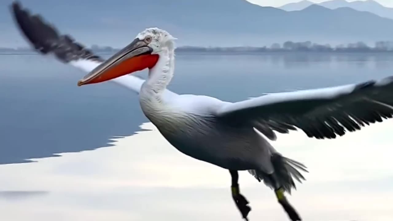 Lovely Birds