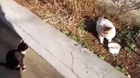 Two poor stray cats on a cold winter day.