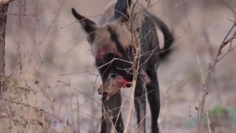 Savage Feast: African Painted Dog Devours Prey🐕🦌👀
