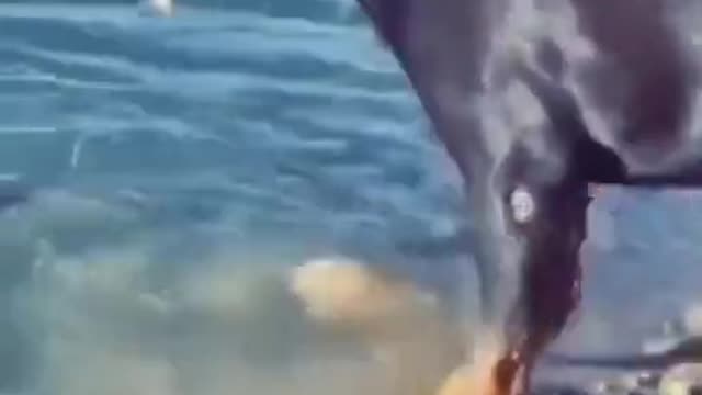 Rottweiler dog attacking fish aggressive mood whatshapp status) short video