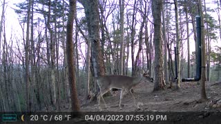The Woods - 04/05/2022