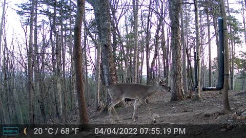 The Woods - 04/05/2022