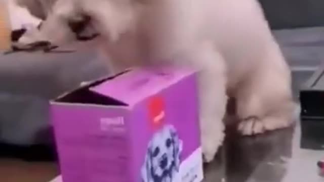 Cute puppy just need money funny cats and dogs