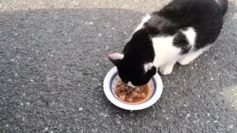 a funny cat