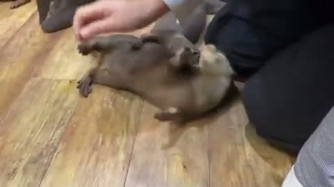 Otters Being Spun On The Floor