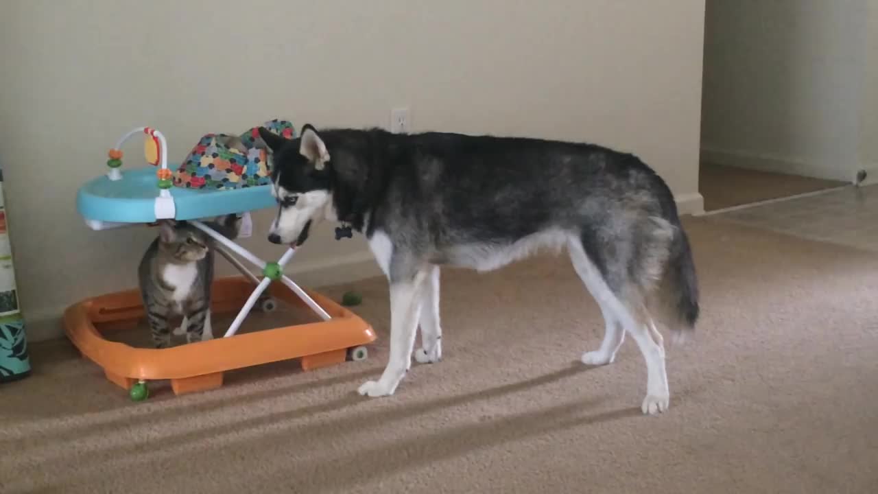 Cat Enjoys Her Game Of Troubling A Nice Husky