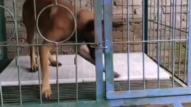 Dogs have great abilities. Dogs are too smart