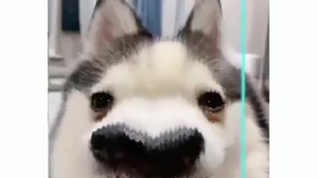 OMG! Funny Dog