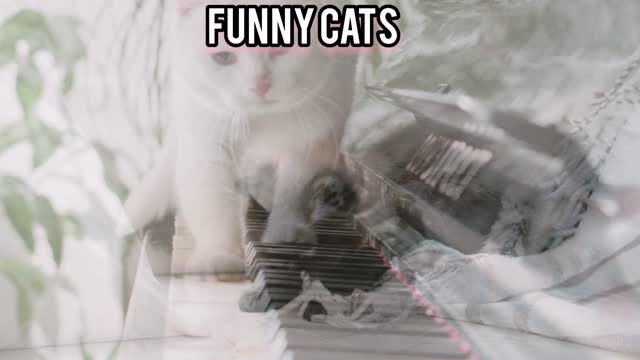 😂YOU LAUGH YOU LOSE! 😹Funny Moments Of Cats Videos Compilation