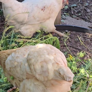 OMC! Chickens just want 2 know if it's food or not - Common sense birds often misunderstood! #shorts