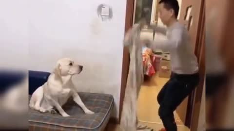 A puppy is a juvenile dog. Some puppies can weigh 1–