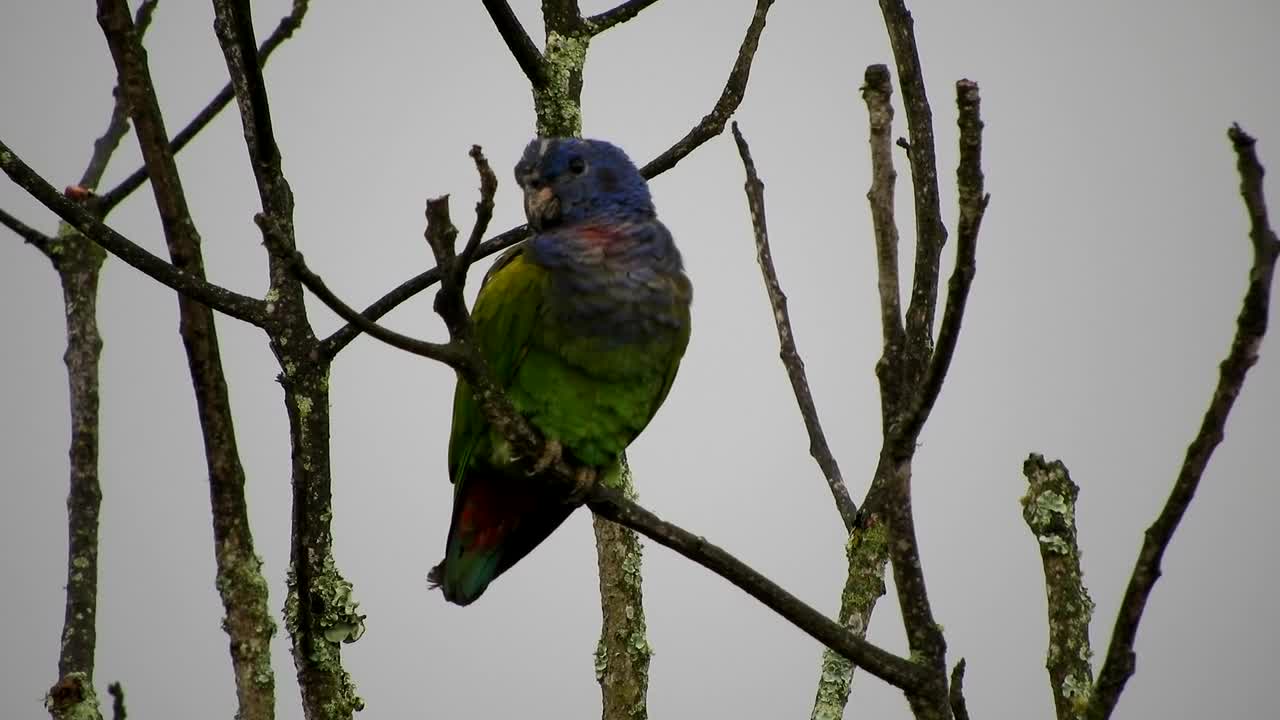 parrot in tree. 10