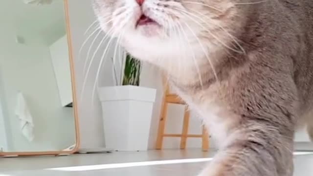 Lonely cat walking slow motion