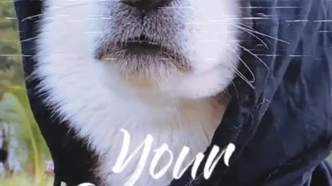 Funny Pet 2021 It's time to LAUGH with Dog's lifes14