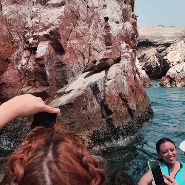 "Encuentro con Lobos Marinos en Paracas, Perú 🦭🌊"