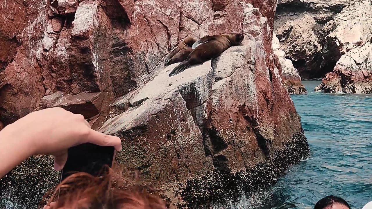 "Encuentro con Lobos Marinos en Paracas, Perú 🦭🌊"