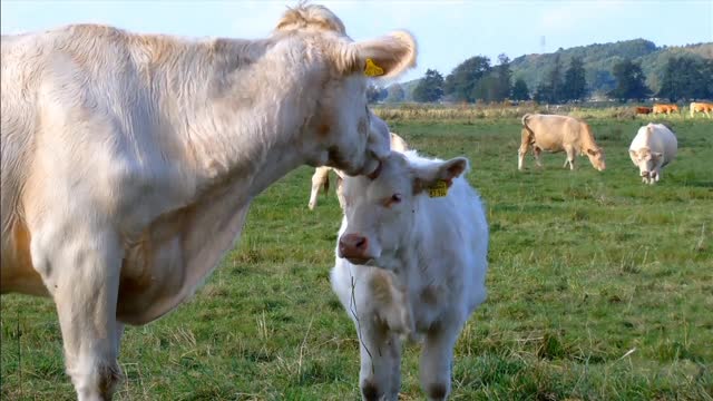 Cow Eating Videos_Animal Aid Bangladesh