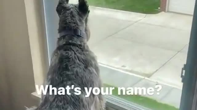 Hilarious Dogs communicating🤣🤣🤣🤣