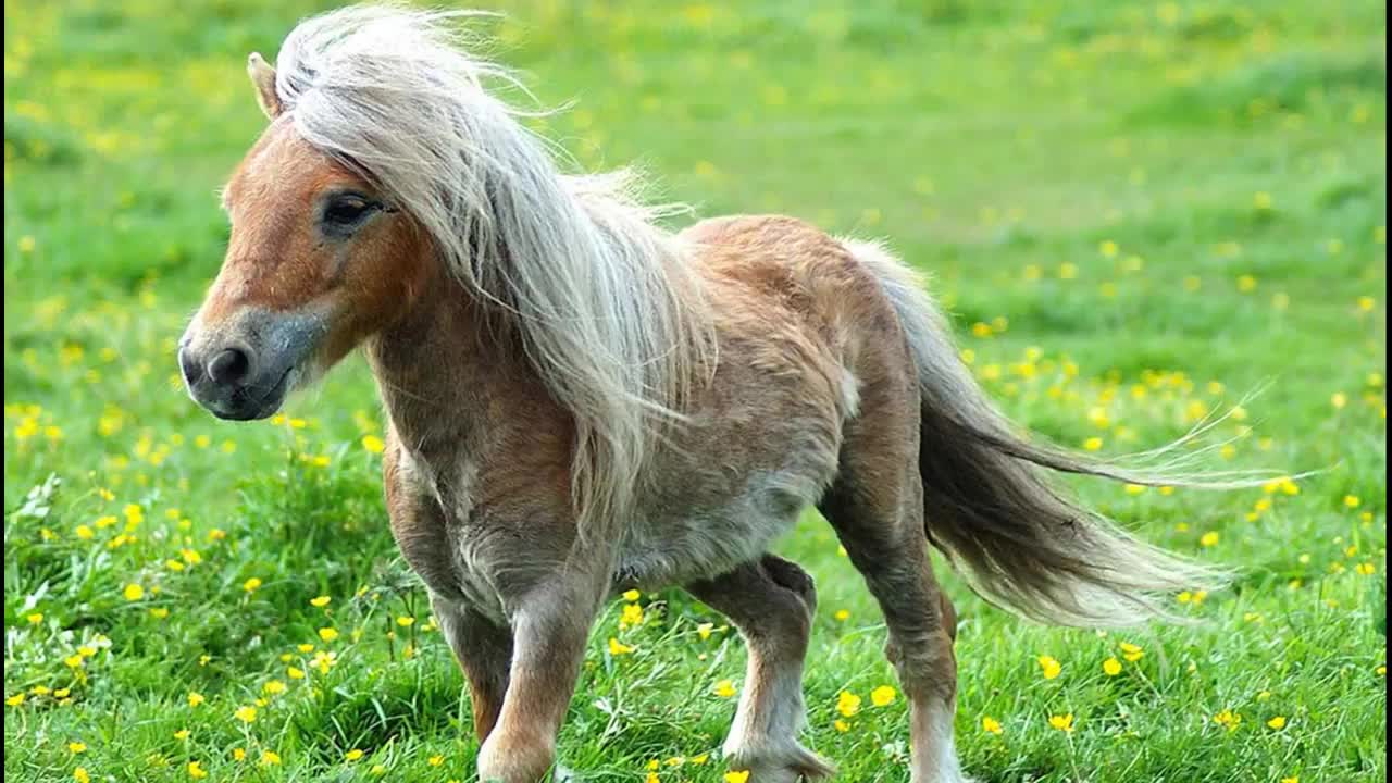 animals 2021 education