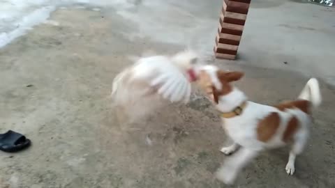 Dog vs hen (funny) fight scene