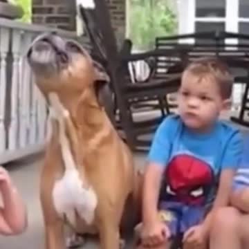 Kittens & Pups Cutest 2021 Try not to Laugh - 15