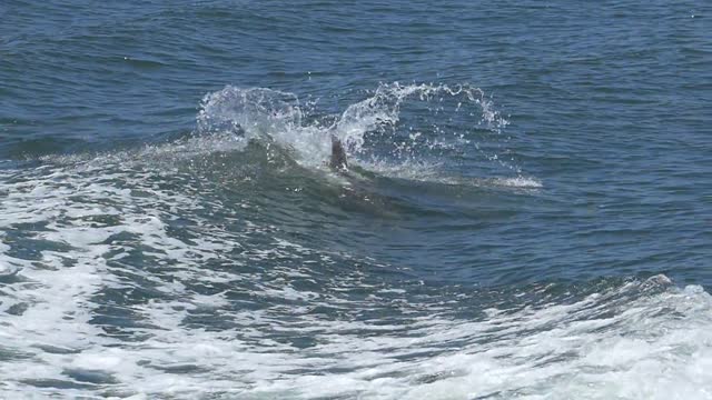 dolphin swimming on the sea