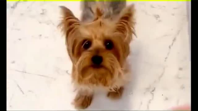 When my puppy sees the food